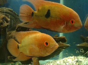 Chocolate Cichlids
